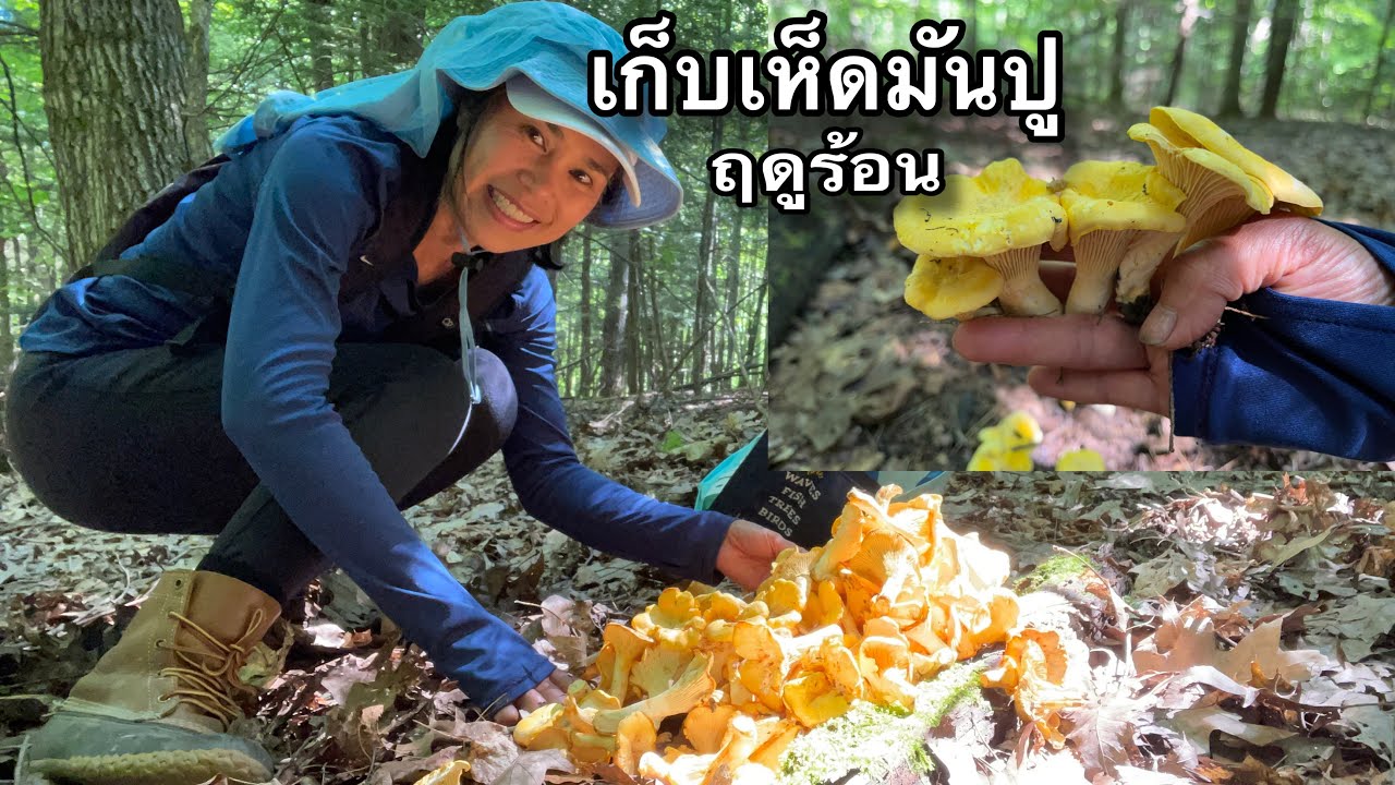 Летом в пышных лесах Нью-Йорка собирали вешенки в таком количестве, что их оказалось больше, чем ...