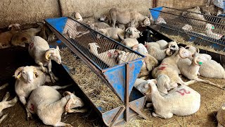 İLK HEDİYEMİ ALDIM ~ 2023 KURBANLIK SATIŞLARI BAŞLADI ( koyun kuzu videoları , kurbanlıklar
