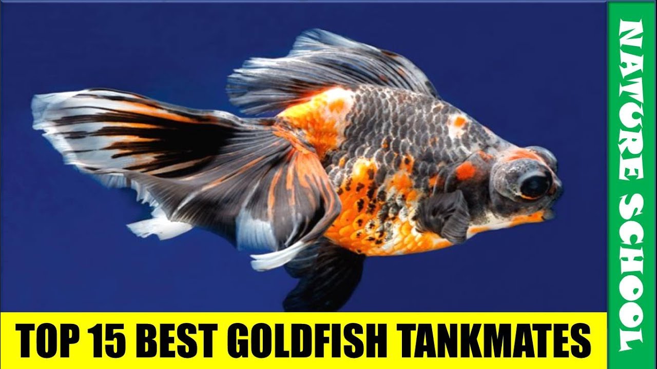 TOP 15 TANKMATES OF GOLDFISH | Goldfish tankmates || NATURE SCHOOL ...