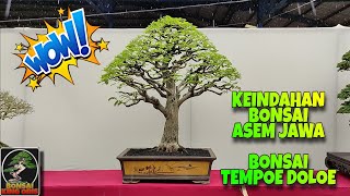 INSPIRASI & KEINDAHAN BONSAI ASEM JAWA # BONSAI TEMPOE DOLOE # ASAM JAWA TERBAIK #