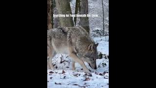 Wolf Searches for Food Under Snow 🐺