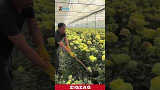 Farmer Harvesting Yellow Roses Using Simple Efficient Cutting Tool
