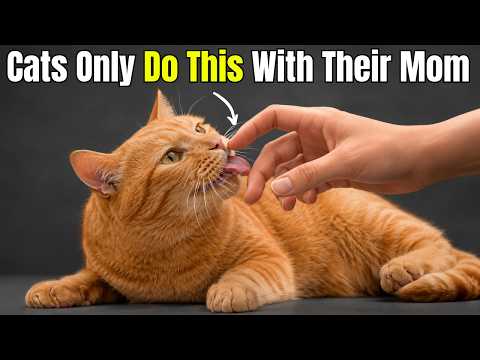 If Your Cat Does This, They Have Officially Adopted You as Their Mother