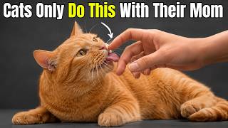 If Your Cat Does This, They Have Officially Adopted You as Their Mother