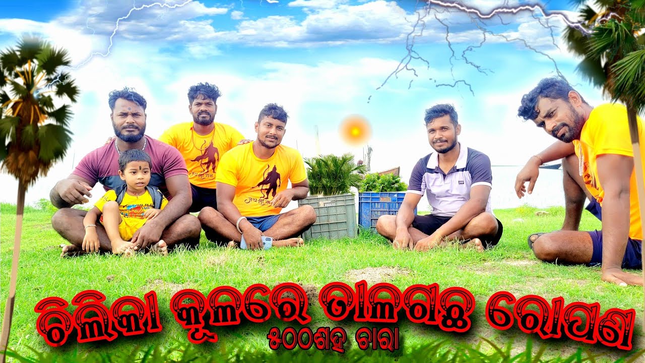 ଚିଲିକା କୂଳରେ 500 ତାଳଗଛ  ଲଗାଇଲୁ। 