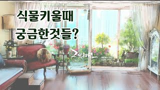 🌱식물키울때궁금한것들,나비난키우는법,접난번식,분갈이방법,코코넛껍질 행잉화분