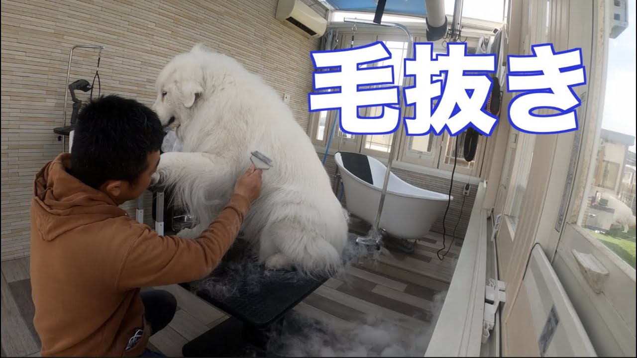 グレートピレニーズの換毛期