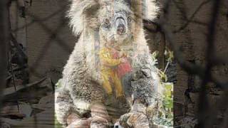 Victorian Bushfires - Australia - 07 Feb 2009