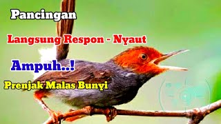 Suara Burung prenjak | prenjak Gacor Ampuh Prenjak Cepat Respon - Nyaut Emosi Lawan #prenjak