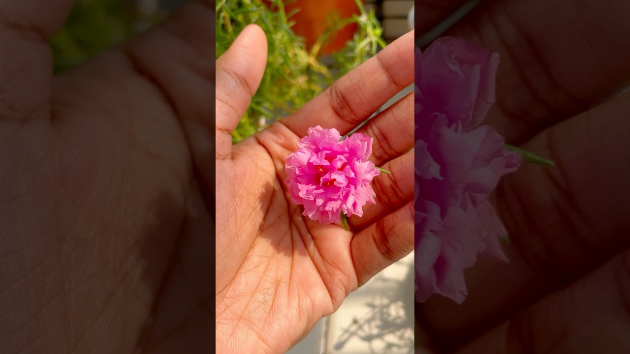 Summer flower series 2: PORTULACA 🌸