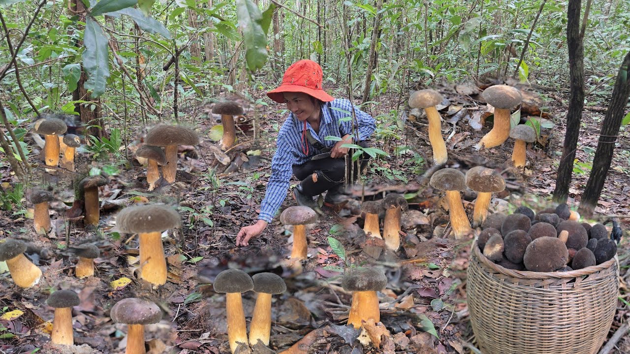 เบิ่ดคำสิเว้า!!หมู่ใหญ่ๆขาใหญ่งามๆ!! 13 พฤศจิกายน 2568 หมานๆครับ