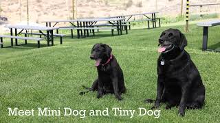 Yakima Valley Office Pets: Meet Mini Dog and Tiny Dog from Cowiche Creek Brewing