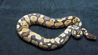 2014 Ball Python Clutch #2 Hatched