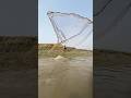 Amazing Giant Fish Catching with Cast Net in River!#netfishing #bigfish #riverfishing #fishingvideo