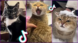 Funniest Cats From TikTok #9