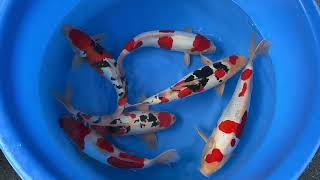 202310 Spb081 Maruhide Nisai Selected Doitsu Gosanke 4045 Cm Wysiwyg