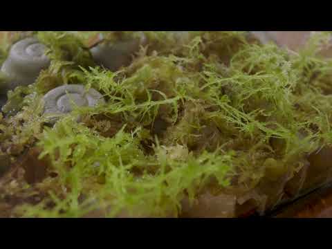 Setting Up A Moss Terrarium | Growing Sphagnum Moss