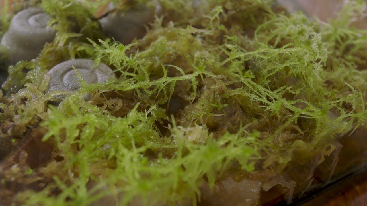Setting Up A Moss Terrarium Growing Sphagnum Moss YouTube