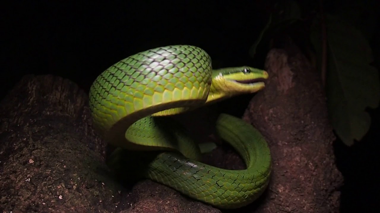 The Red-tailed green rat snake (Gonyosoma oxycephalum)