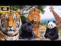 4K ASMR Forest Mammals - Big Cats | Misty Overcast Midday - Natural Sounds (No Music)