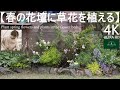 春の花壇に草花を植える／庭作り【春のガーデニング】-フローラ黒田園芸- Spring gardening/ガーデニング/園芸/庭/花壇