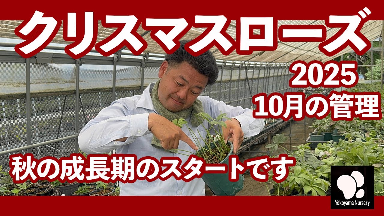 How to Grow Hellebores: September Care ◇Yokoyama Nursery Official