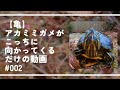 【亀】アカミミガメがこっちに向かってくるだけの動画　#002