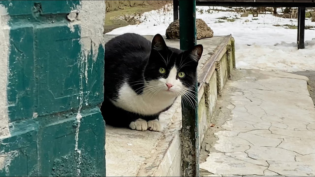 Funny tuxedo cat is afraid of me shy cat YouTube