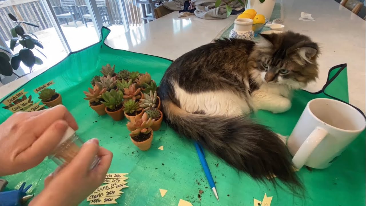 Get Ready With Me For My Spring Kickoff Meetings at Work! Succulent Gifts for the Employees.