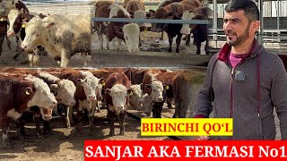 SANJAR AKA FERMASI. BIRINCHI QO‘L. O‘PTOM BUQALARI ZAKAZ BERING KAM BO‘MIYSIZ. XALOL SAVDOSI ZO‘R.