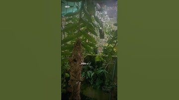 Không lẽ khổ hoài sau ta... Tết đến nơi rồi mà không thấy tiền đâu hết #huytoan #tamtrang #hoalan