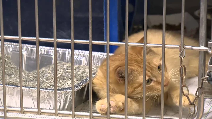 Meet Orange County Animal Services " Grandma" ...T...