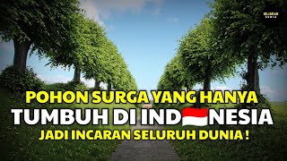 Indonesia Dalam Al  Quran  Minuman Surga Yang Tercantum Dalam Alquran Ada Di Indonesia