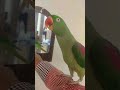 cute parrot video