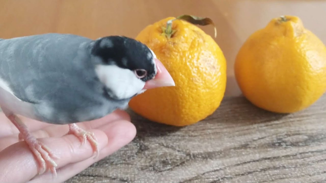 ウチの桜文鳥マメ　1年ぶりのデコポン！　おいしいからか 食べる勢いがスゴイ