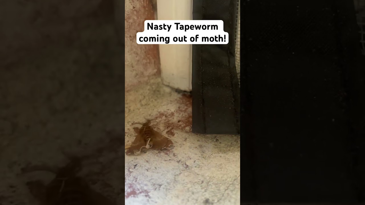 Parasitic worm coming out of moth. Gross! 🤢 