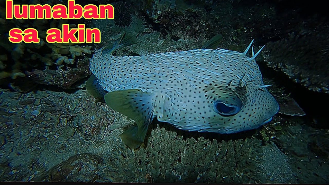 ep555 dive2 lumaban  ang mosie kukunin kuna sana