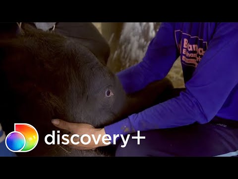 O emocionante nascimento de um bebê elefante | Perdido na Tailândia: Bastidores | discovery+ Brasil