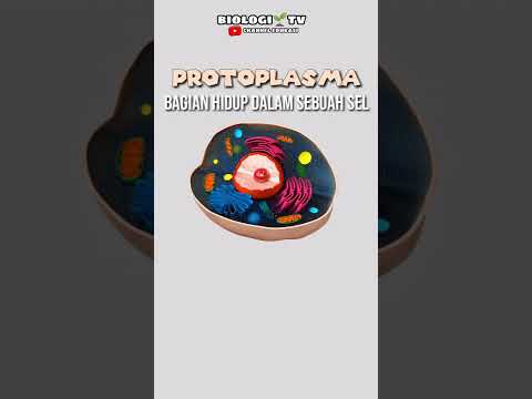 Video: Apakah protoplasma dalam biologi?