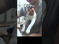 ゴミ捨て場で鳴いていた猫を保護した結果【甘えんぼ猫】#shorts #ねこ #師匠