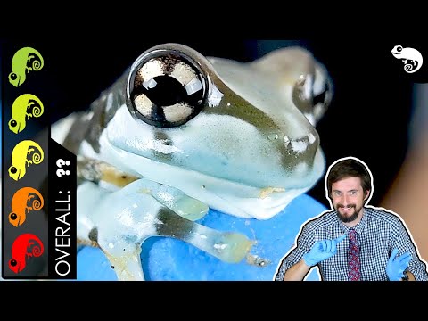 Amazon Milk Frog, The Best Pet Amphibian?