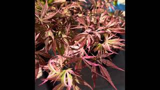 26-077 — Mr. Maple Unboxing — Acer Palmatum Lileeanne’s Jewel Japanese Maple — @MrMaple