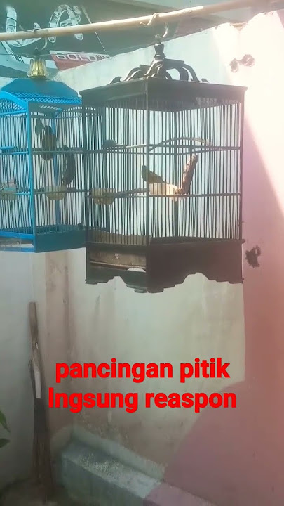 @Jiwstun69 jalak pitik suara dasar, lngsung gacorrr