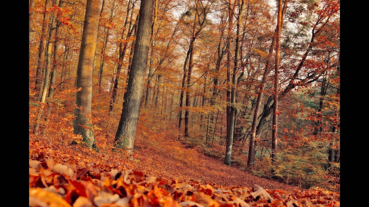 sweet waves tuneone music 