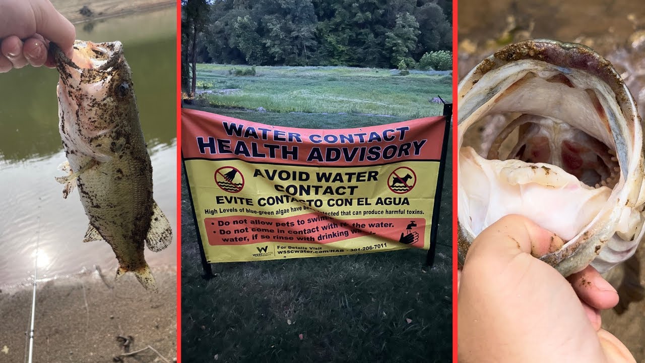 July Maryland Bass (TOXIC WATER!) 7/2223/23 YouTube