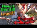 Exposing the Cruel Truth about Minnesota's Turtle Races
