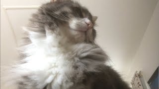 一心不乱に抱き枕をフミフミする猫 ノルウェージャンフォレストキャットKnead.Norwegian Forest Cat.