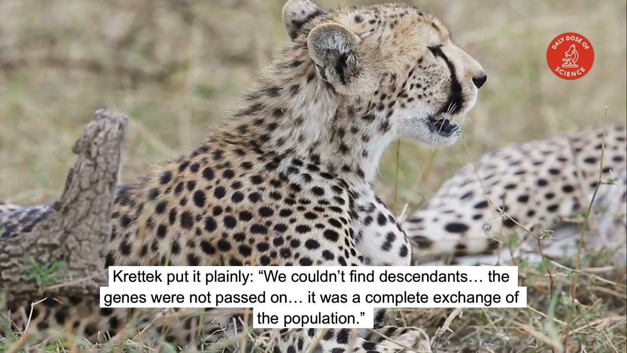 Vanished in Plain Sight: The Mysterious 6,000‑Year‑Old People of Colombia