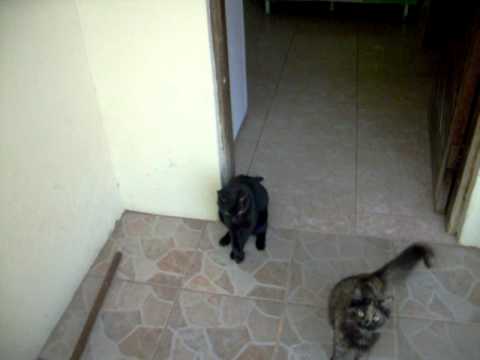 Meu gatinho Tiziu e sua pata quebrada... - YouTube