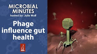 Phage Are Important Layer To Gut Microbiome Ecosystem, Human Gut Health